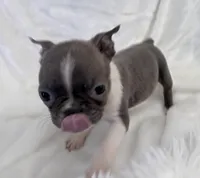 Vera, a female Boston Terrier for sale in Cincinnati, OH – 7 of 9