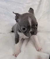 Vera, a female Boston Terrier for sale in Cincinnati, OH – 5 of 9