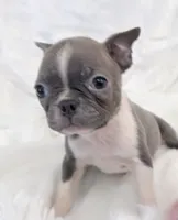 Vera, a female Boston Terrier for sale in Cincinnati, OH – 1 of 9