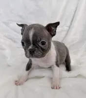 Vera, a female Boston Terrier for sale in Cincinnati, OH – 8 of 9