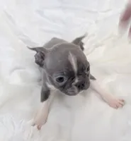 Vera, a female Boston Terrier for sale in Cincinnati, OH – 4 of 9