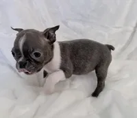 Vera, a female Boston Terrier for sale in Cincinnati, OH – 9 of 9