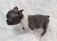 Vera, a female Boston Terrier for sale in Cincinnati, OH – 2 of 9