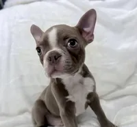 Chester - Lilac Male, a male Boston Terrier for sale in Cincinnati, OH – 4 of 6