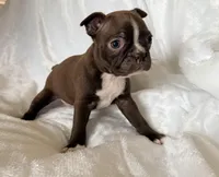 Hazel, a female Boston Terrier for sale in Cincinnati, OH – Photo 3 of 3