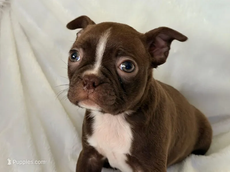 Hazel – Boston Terrier puppy for sale in Cincinnati, OH