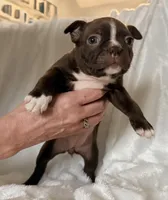 Hazel, a female Boston Terrier for sale in Cincinnati, OH – Photo 2 of 3