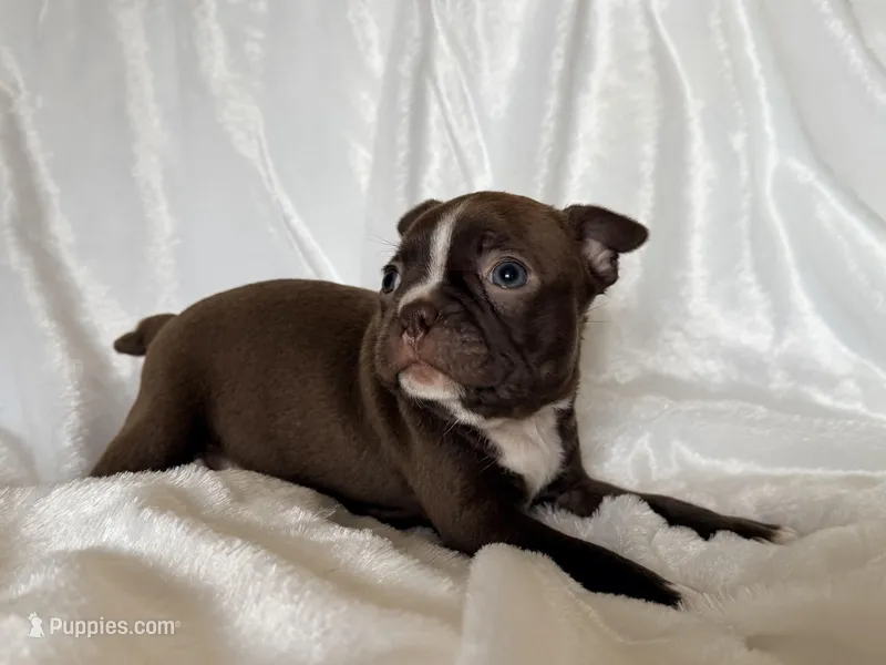 Hazel – Boston Terrier puppy for sale in Cincinnati, OH