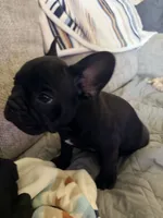 Walter, a male French Bulldog for sale in Cincinnati, OH – 5 of 6