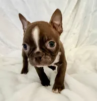 Chester, a male Boston Terrier for sale in Cincinnati, OH – 4 of 9