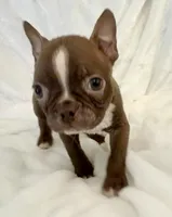 Chester, a male Boston Terrier for sale in Cincinnati, OH – 2 of 9