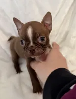 Chester, a male Boston Terrier for sale in Cincinnati, OH – 7 of 9