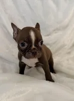 Chester, a male Boston Terrier for sale in Cincinnati, OH – 5 of 9