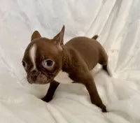 Chester, a male Boston Terrier for sale in Cincinnati, OH – 6 of 9