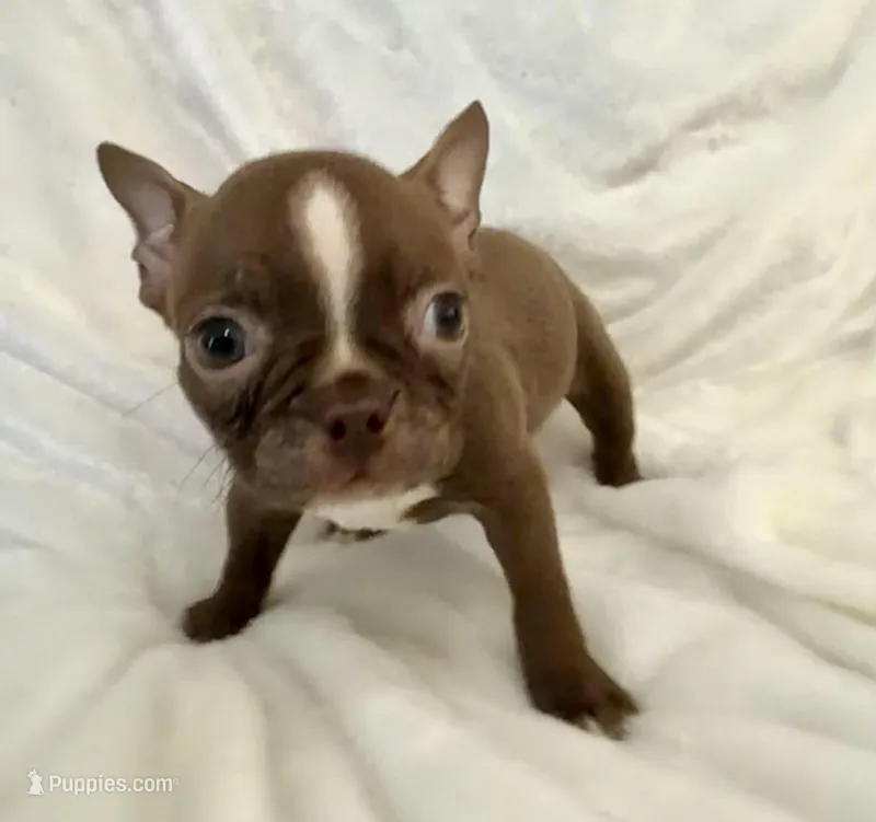 Chester – Boston Terrier puppy for sale in Cincinnati, OH