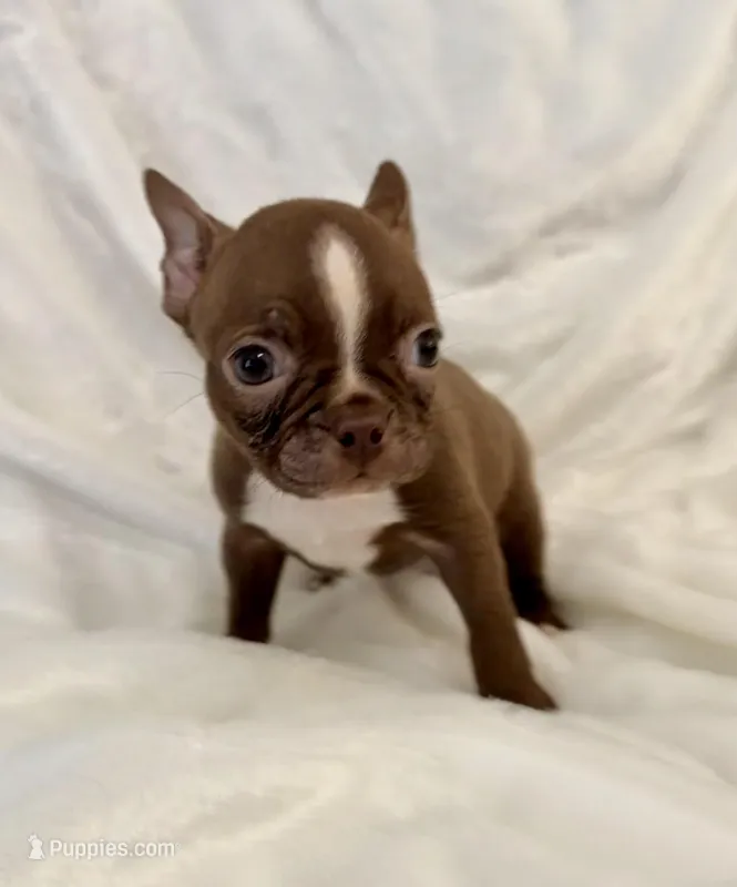 Chester – Boston Terrier puppy for sale in Cincinnati, OH