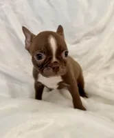 Chester, a male Boston Terrier for sale in Cincinnati, OH – 3 of 9