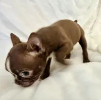 Chester, a male Boston Terrier for sale in Cincinnati, OH – 8 of 9