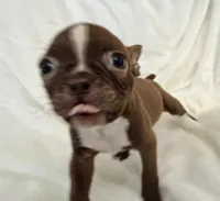 Chester, a male Boston Terrier for sale in Cincinnati, OH – 9 of 9