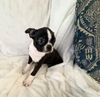 Winston , a male Boston Terrier for sale in Cincinnati, OH – 2 of 6