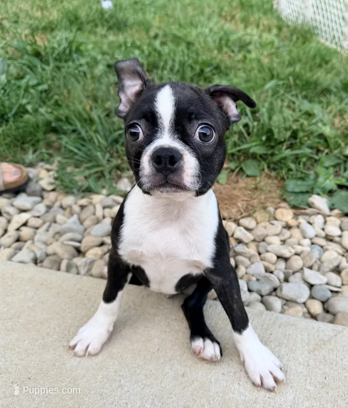 Winston  – Boston Terrier puppy for sale in Cincinnati, OH