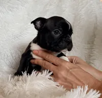 Hank, a male Boston Terrier for sale in Cincinnati, OH – Photo 4 of 6