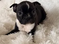 Hank, a male Boston Terrier for sale in Cincinnati, OH – Photo 2 of 6