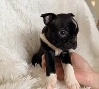 Hank, a male Boston Terrier for sale in Cincinnati, OH – Photo 5 of 6