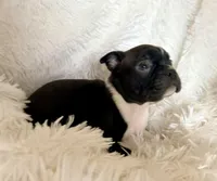 Hank, a male Boston Terrier for sale in Cincinnati, OH – Photo 1 of 6