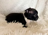 Hank, a male Boston Terrier for sale in Cincinnati, OH – Photo 3 of 6