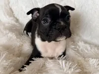 Hank, a male Boston Terrier for sale in Cincinnati, OH – Photo 6 of 6