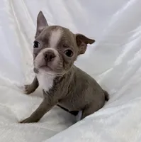 Charles, a male Boston Terrier for sale in Cincinnati, OH – 2 of 10