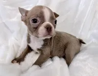 Charles, a male Boston Terrier for sale in Cincinnati, OH – 10 of 10