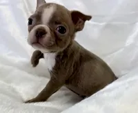 Charles, a male Boston Terrier for sale in Cincinnati, OH – 5 of 10