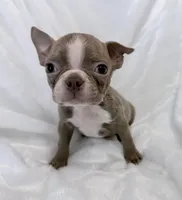 Charles, a male Boston Terrier for sale in Cincinnati, OH – 9 of 10
