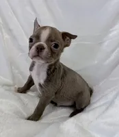 Charles, a male Boston Terrier for sale in Cincinnati, OH – 6 of 10