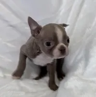 Charles, a male Boston Terrier for sale in Cincinnati, OH – 3 of 10