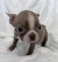 Charles, a male Boston Terrier for sale in Cincinnati, OH – 4 of 10