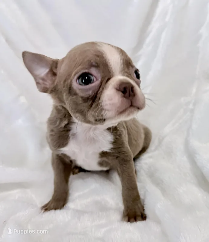 Charles – Boston Terrier puppy for sale in Cincinnati, OH