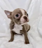 Charles, a male Boston Terrier for sale in Cincinnati, OH – 1 of 10
