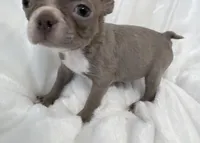 Charles, a male Boston Terrier for sale in Cincinnati, OH – 7 of 10