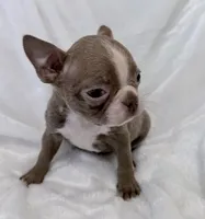 Charles, a male Boston Terrier for sale in Cincinnati, OH – 8 of 10