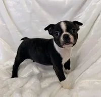 Winston, a male Boston Terrier for sale in Cincinnati, OH – 5 of 8