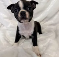 Winston, a male Boston Terrier for sale in Cincinnati, OH – 3 of 8