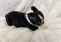Winston, a male Boston Terrier for sale in Cincinnati, OH – 4 of 8