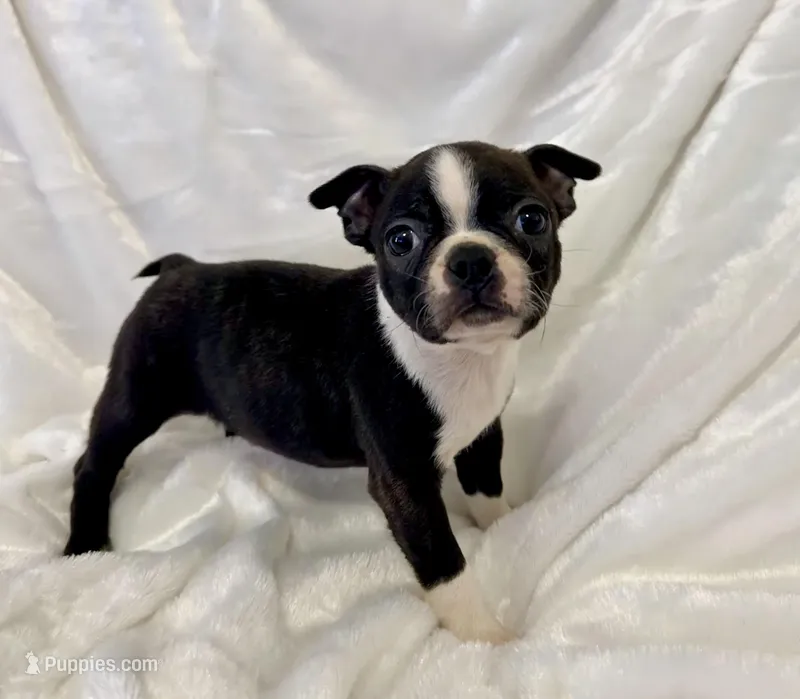 Winston – Boston Terrier puppy for sale in Cincinnati, OH