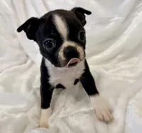 Winston, a male Boston Terrier for sale in Cincinnati, OH – 6 of 8