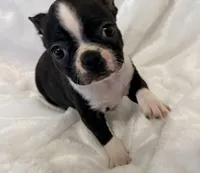 Winston, a male Boston Terrier for sale in Cincinnati, OH – 7 of 8