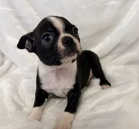 Winston, a male Boston Terrier for sale in Cincinnati, OH – 2 of 8