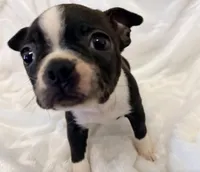 Winston, a male Boston Terrier for sale in Cincinnati, OH – 8 of 8